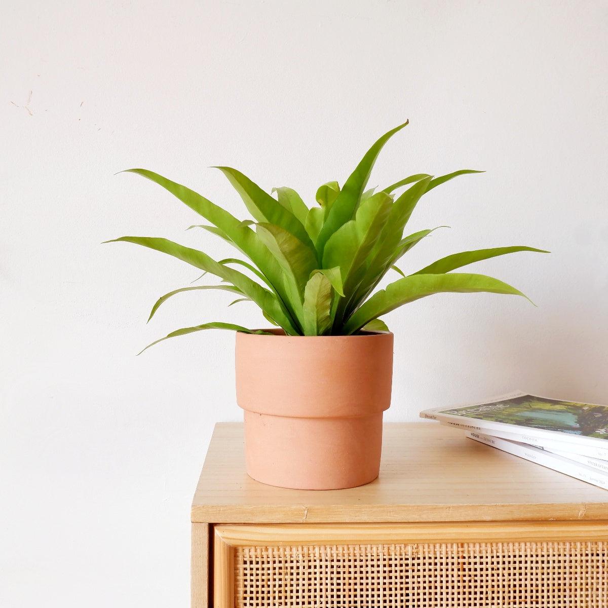 Birds Nest Fern - Antiquum