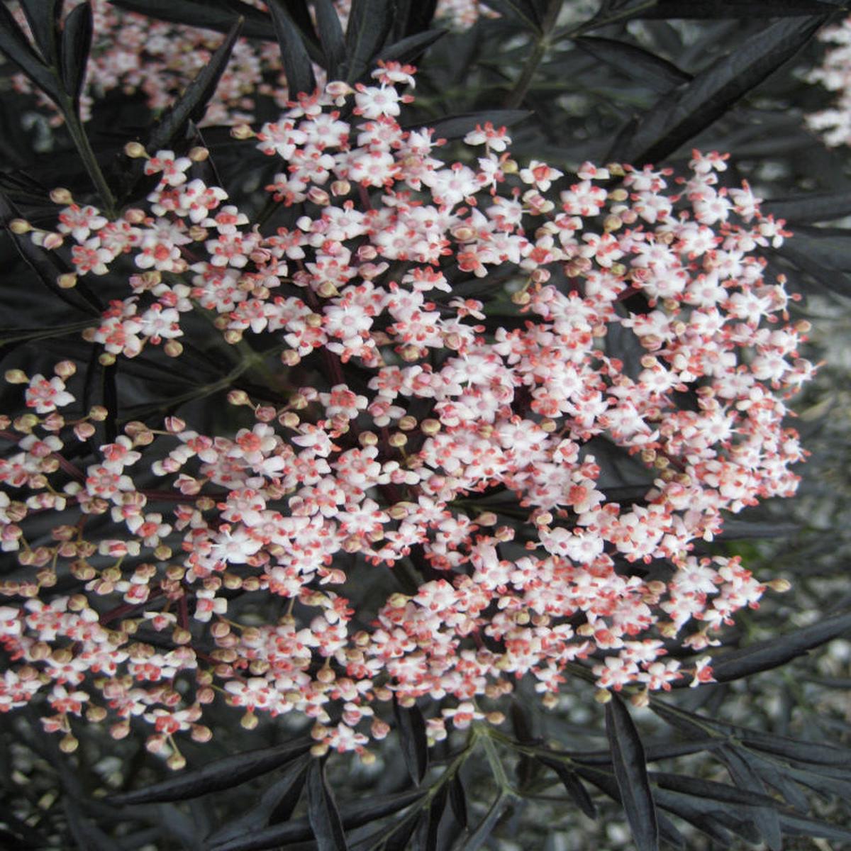 Black Lace Elderberry (Sambucus nigra 'Eva') - 1 gallon