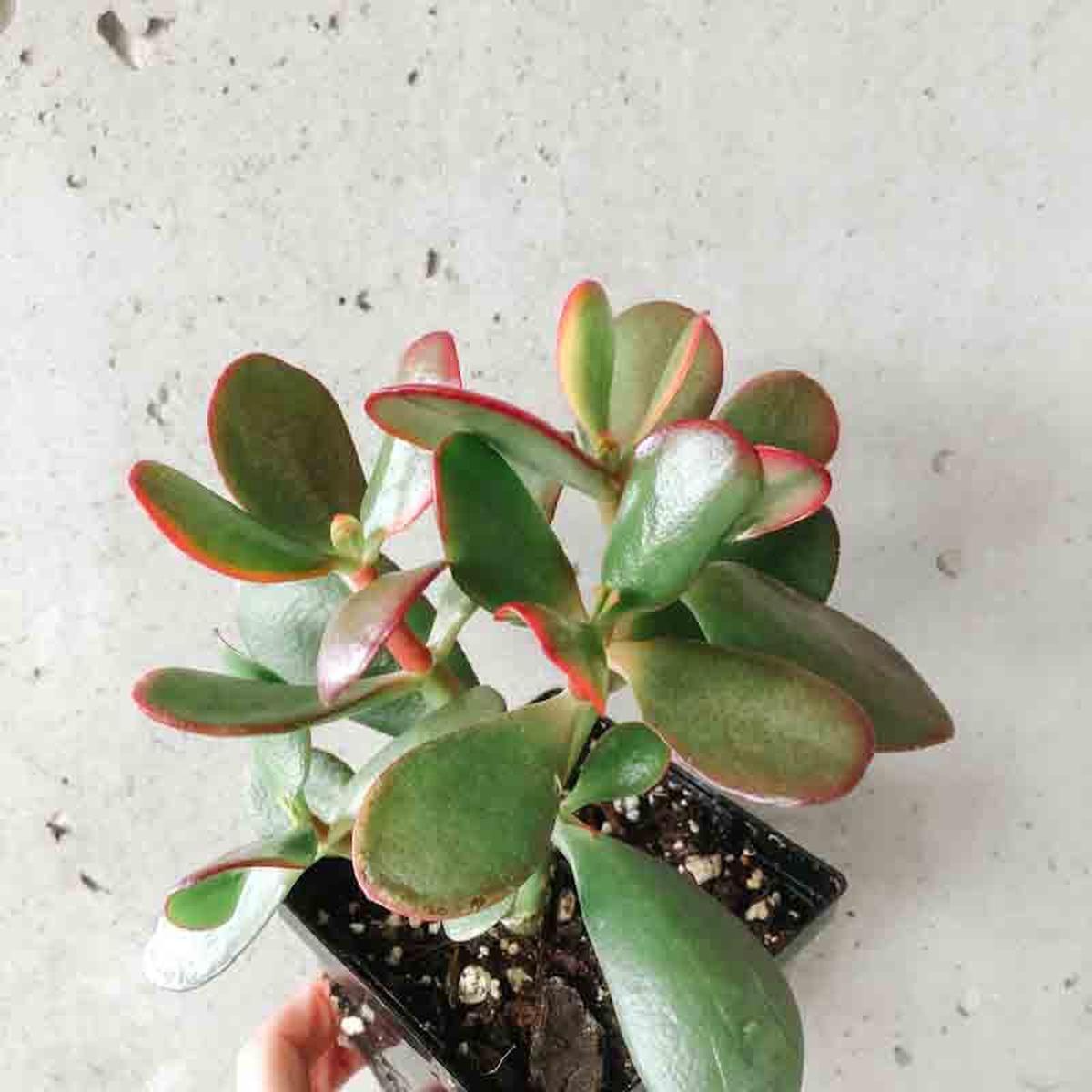 Crassula Ovata 'Sunset'