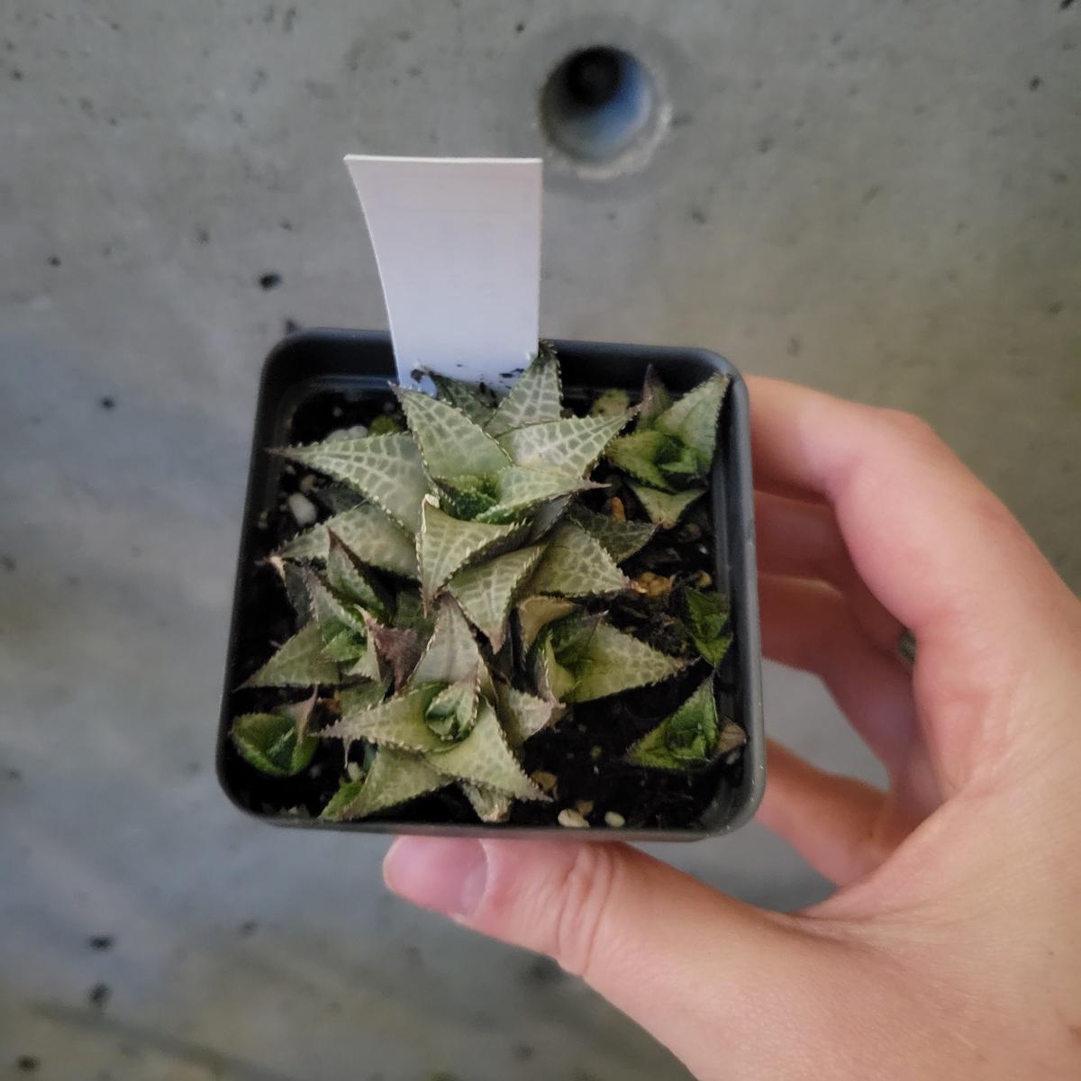 Gasteria 'Flow'
