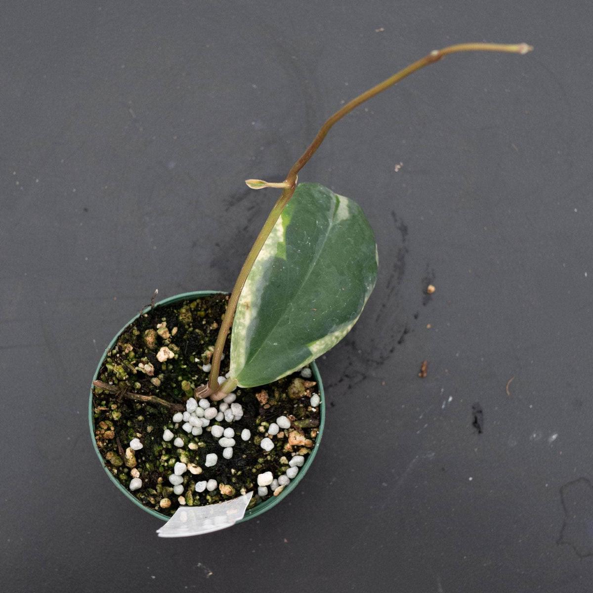 Hoya incrassata 'Eclipse'