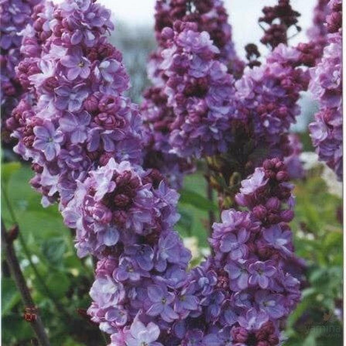Syringa x hyacinthiflora Alice Eastwood