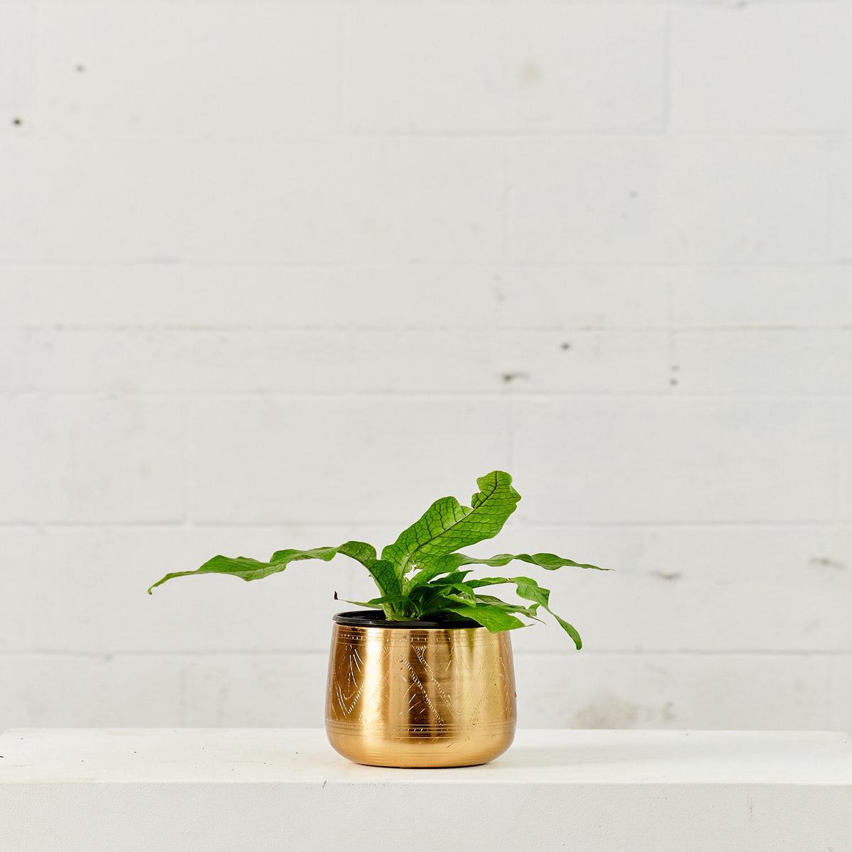 TULUM PLANTER Small 6 Inch