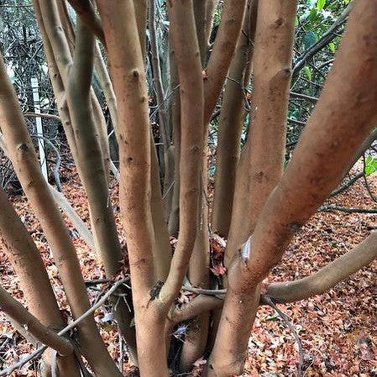 Camellia crapnelliana