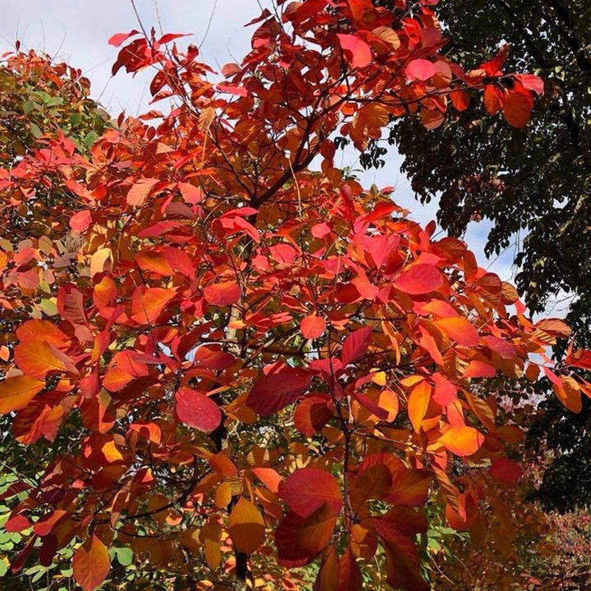 Cotinus obovatus