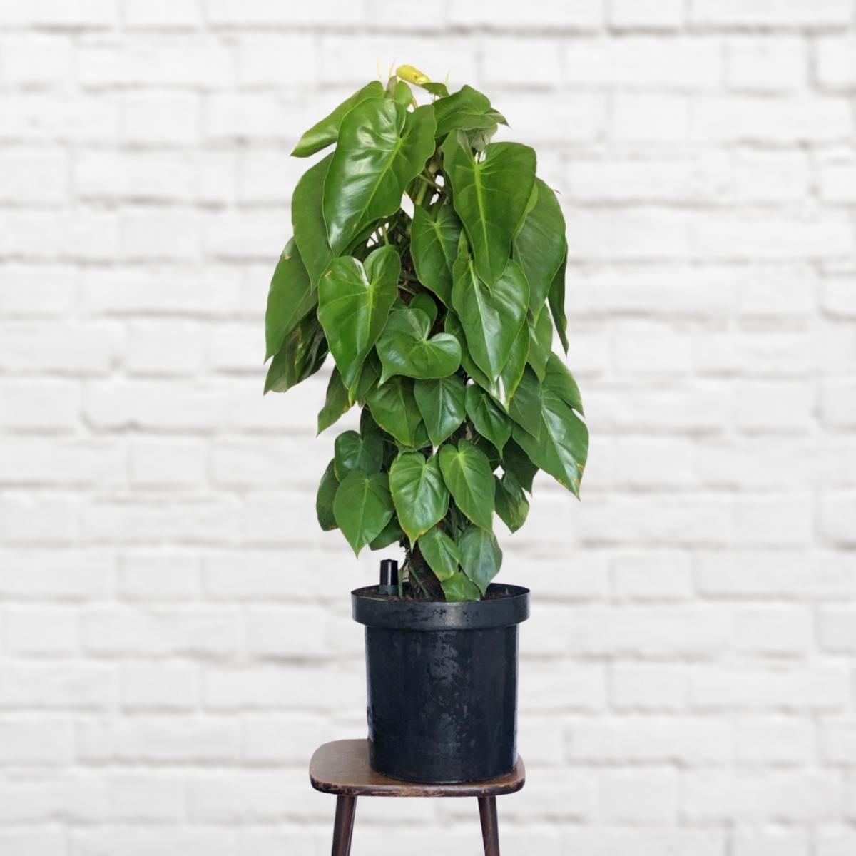 Heart Leaf Philodendron - Moss Pole - Extra Large