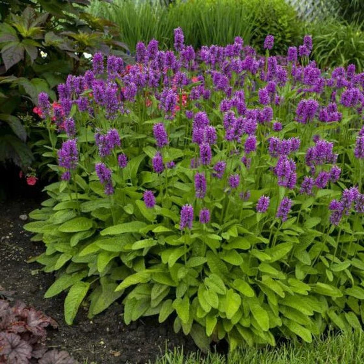 (Stachys B 'Key Lime') - 1 gallon