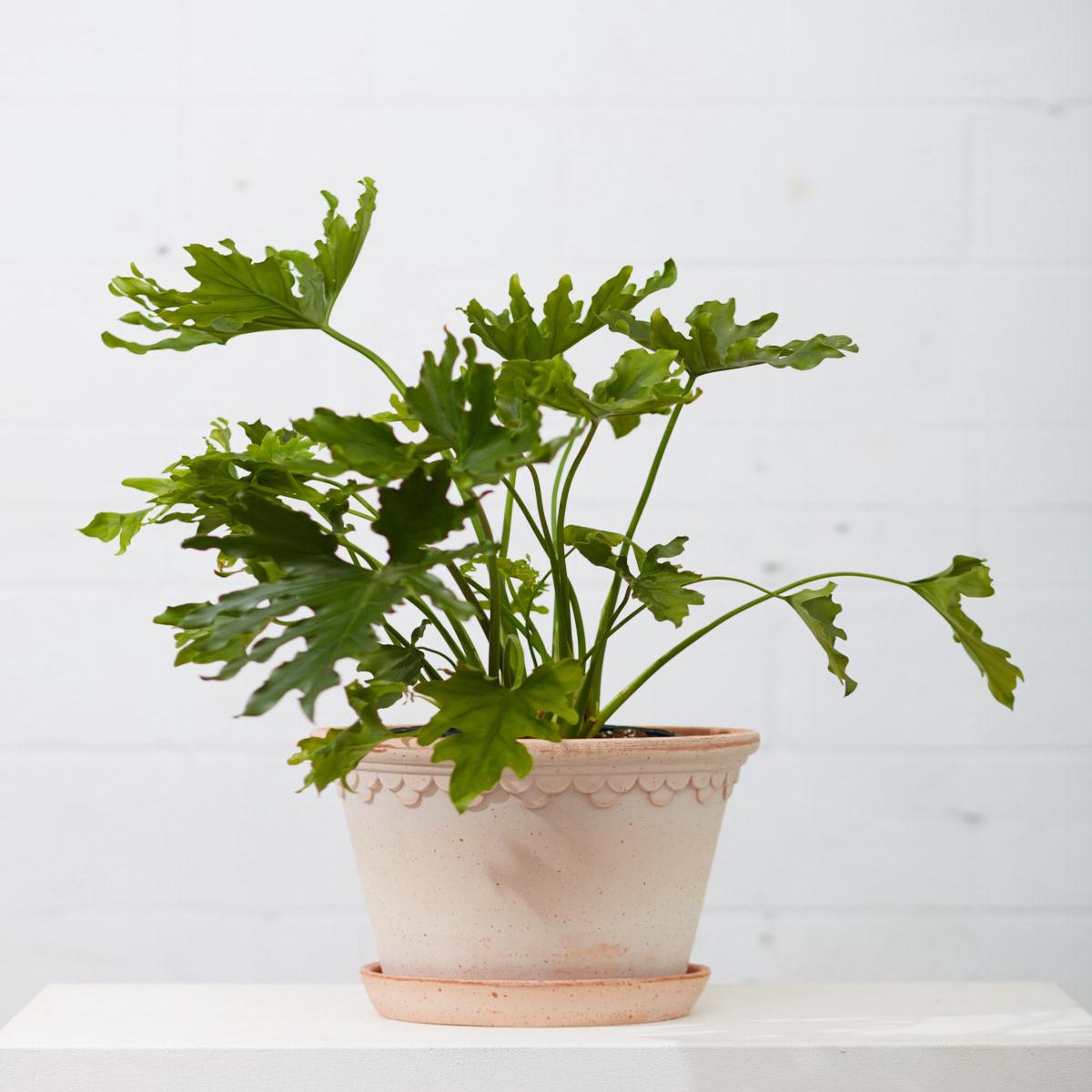 11.8 Inch BERGS POTTER 'COPENHAGEN' ANTIQUE ROSA