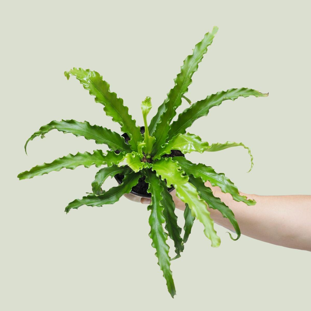 Birds Nest Fern - Osaka