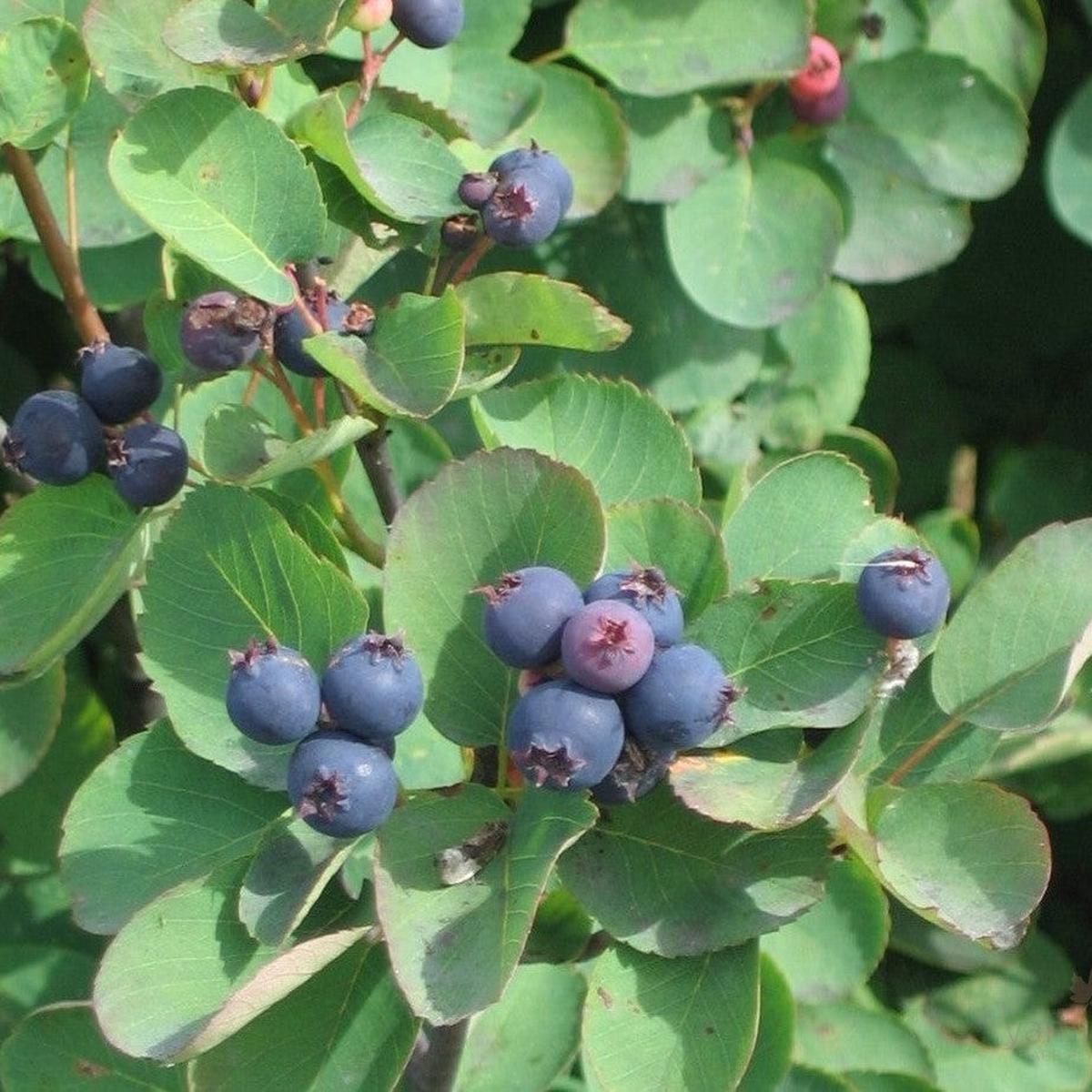 Amelanchier alnifolia