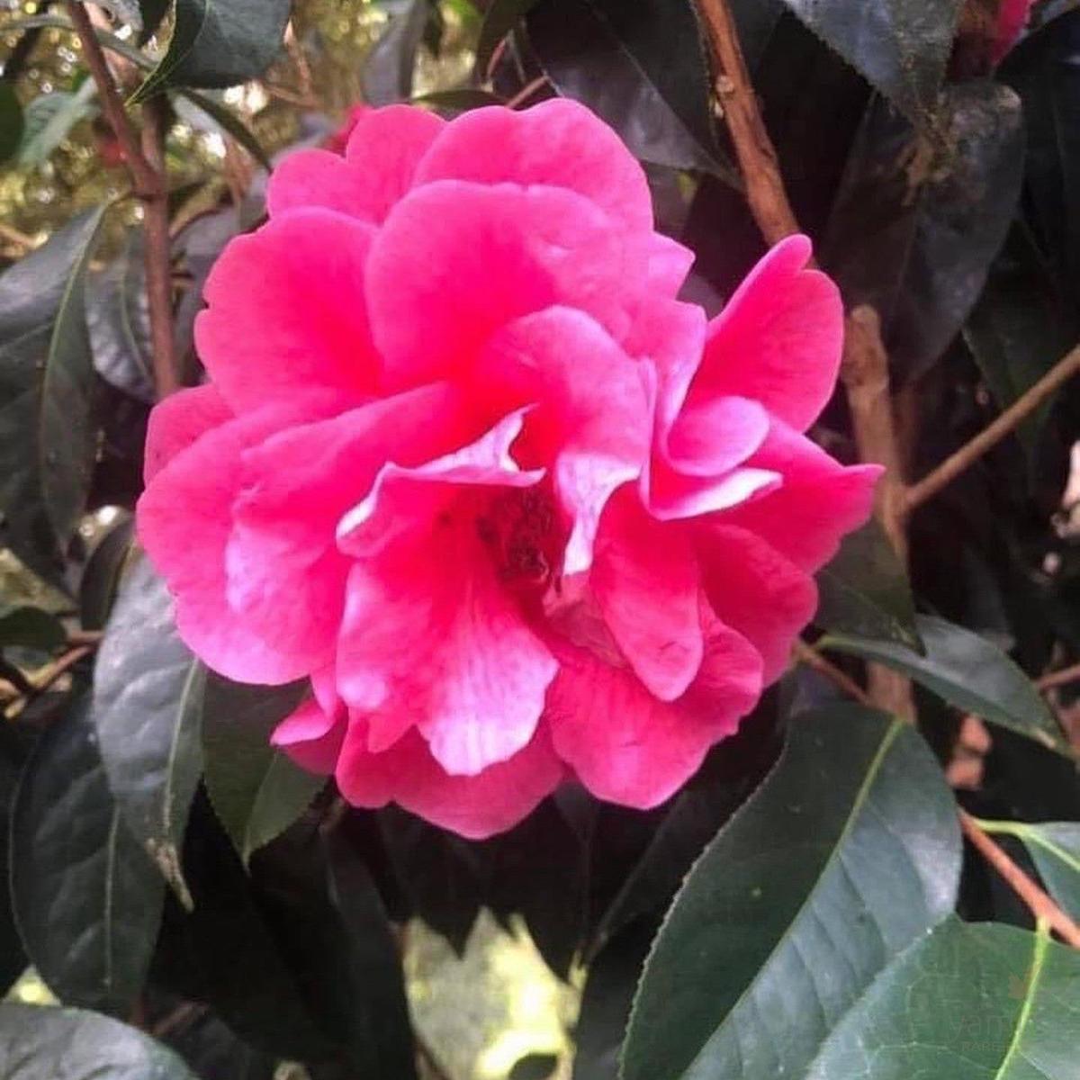 Camellia reticulata Shot Silk