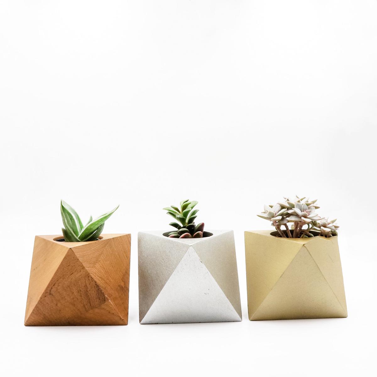 Oc-tahedron with Succulent