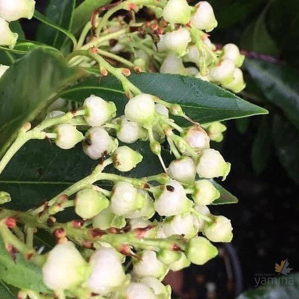 Arbutus canariensis
