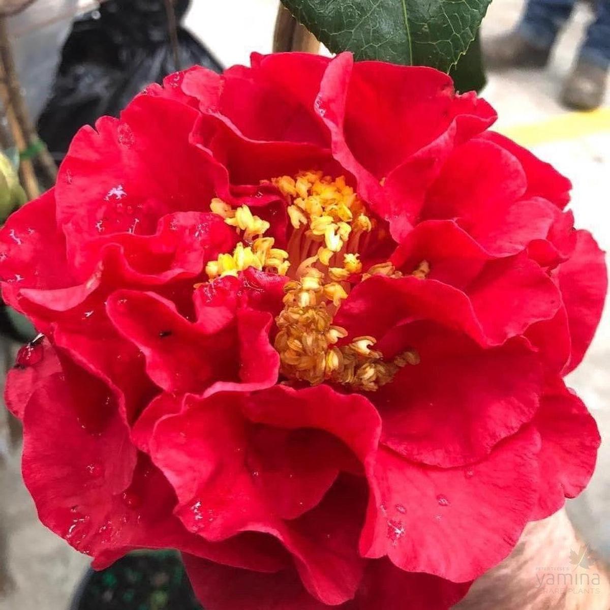 Camellia reticulata Miss Tulare