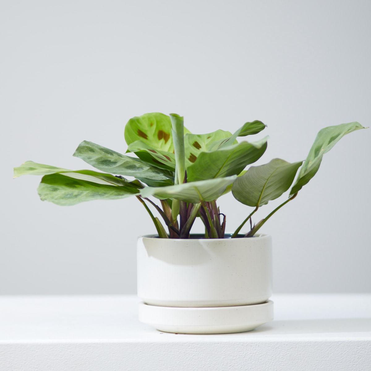 4 Inch REVIVAL CERAMICS ROUND TWO - SPECKLE - Small