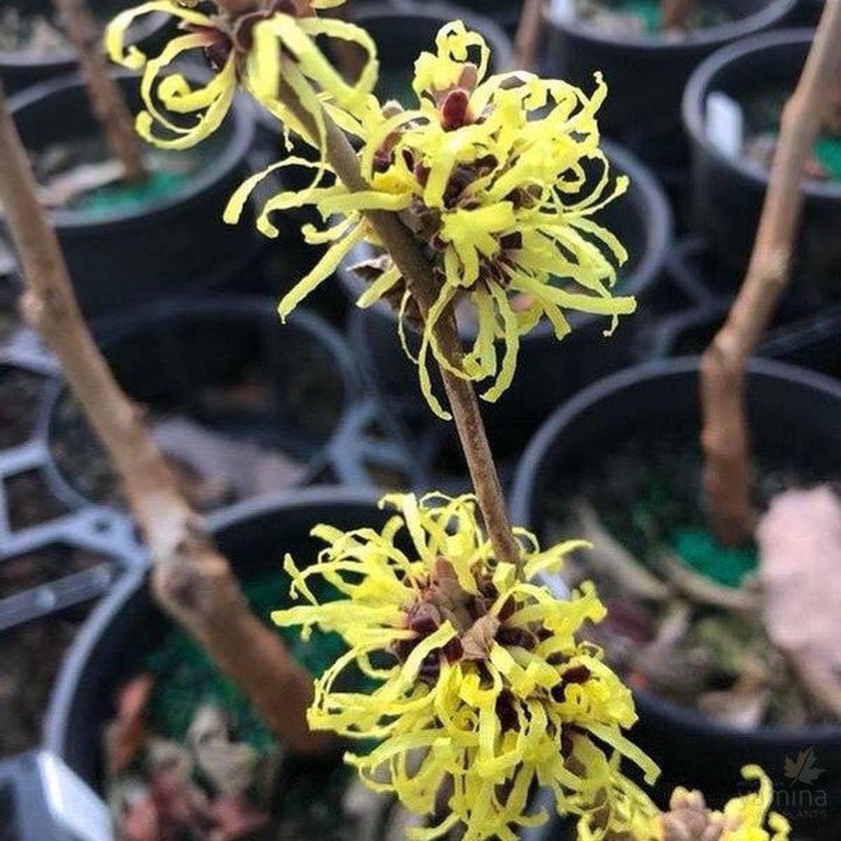 Hamamelis x intermedia Sunburst