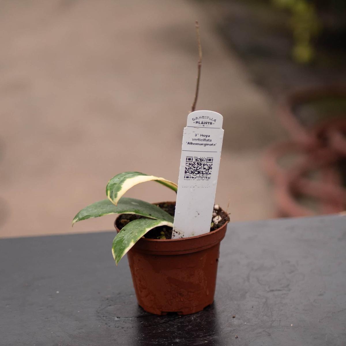 Hoya verticilata 'Albomarginata'