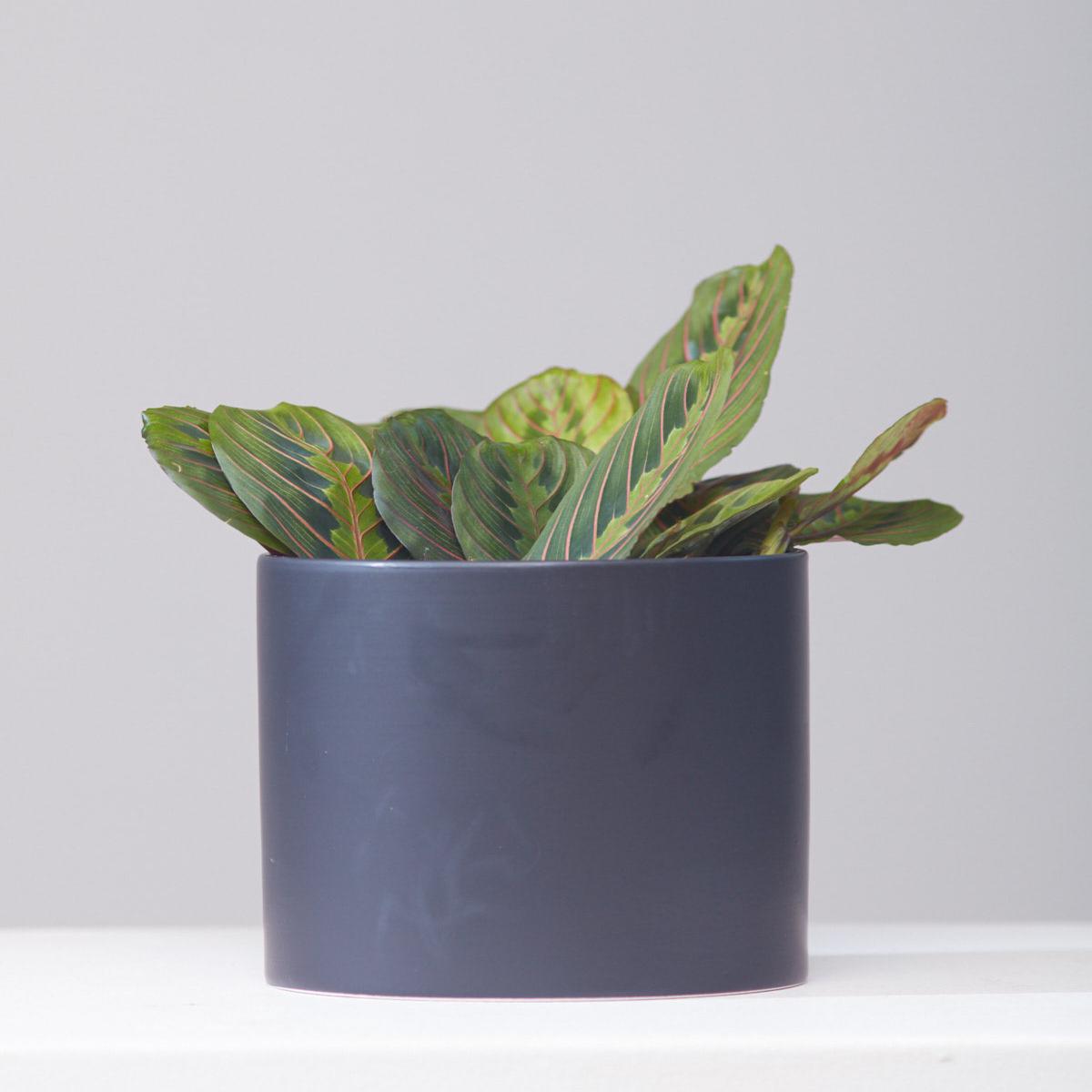 CERCLE PLANTER Matte Black, Small 6.5 Inch