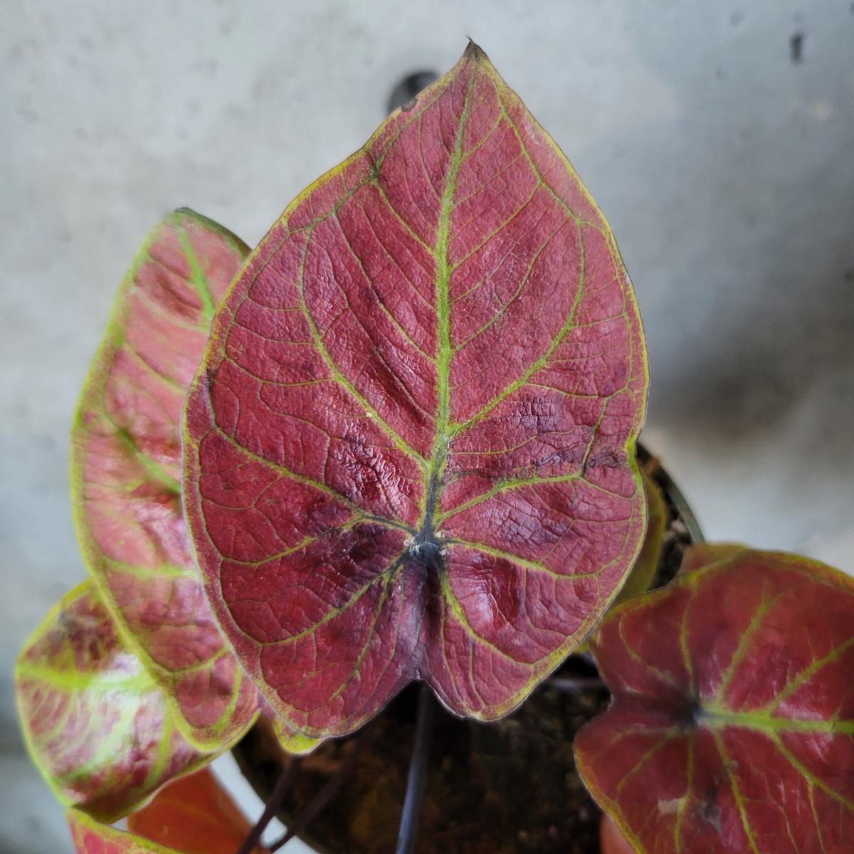 Caladium - Assorted