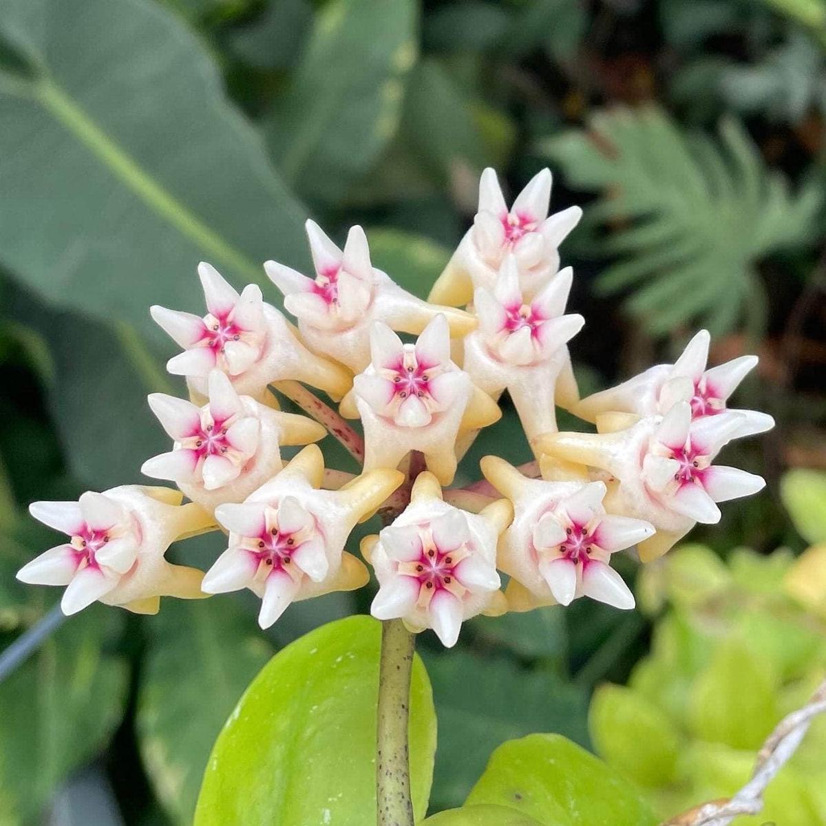 Hoya mitrata