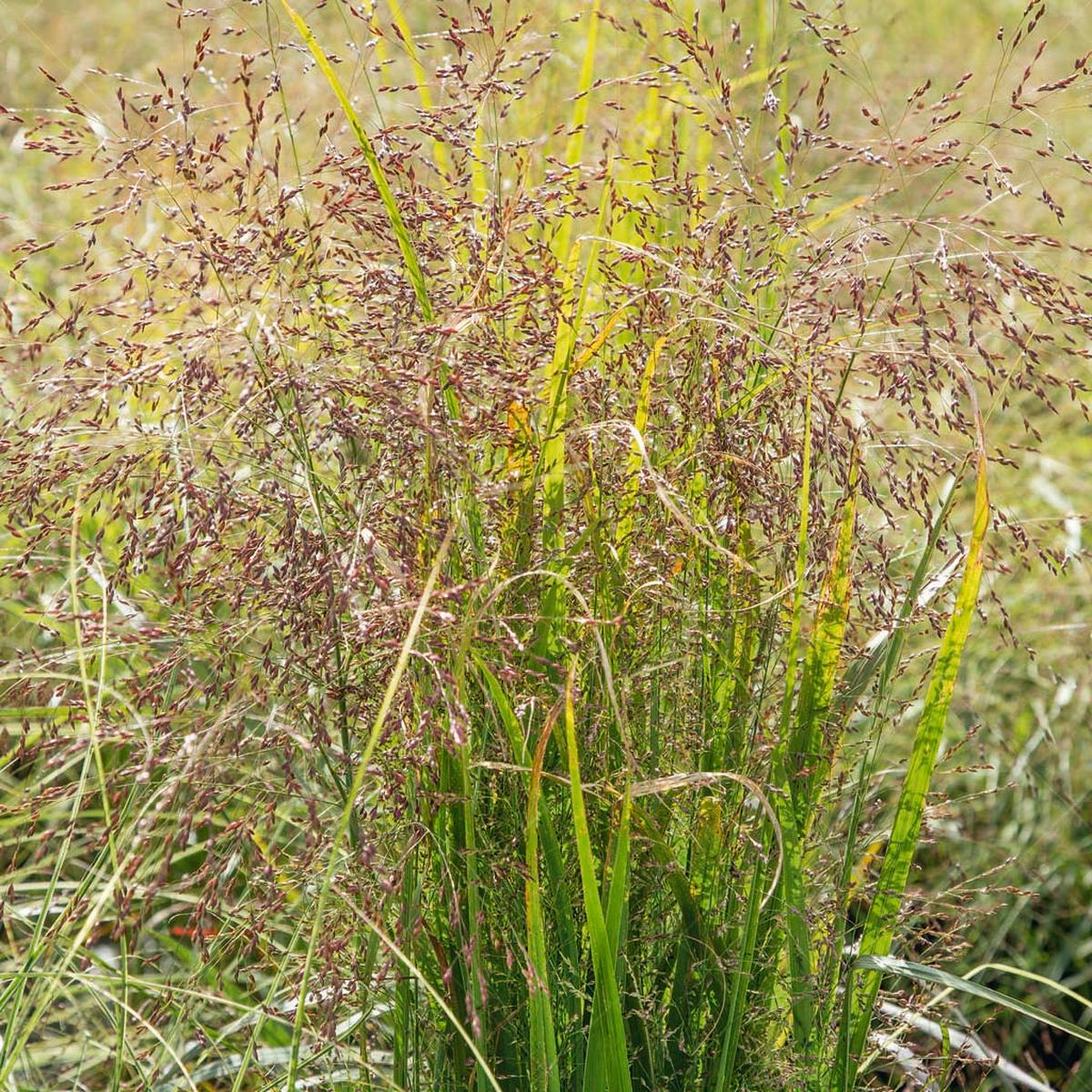 Switch Grass # 1 Cb