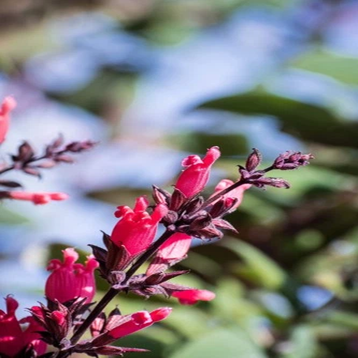 10 Organic California HUMMINGBIRD SAGE Salvia Spathacea Magenta Red Flower Herb