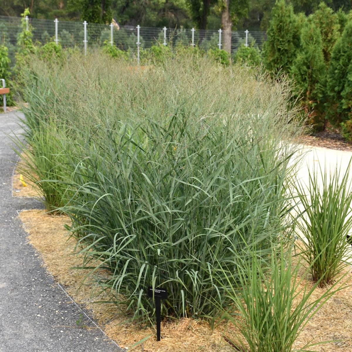 Heavy Metal Switch Grass # 1 CG