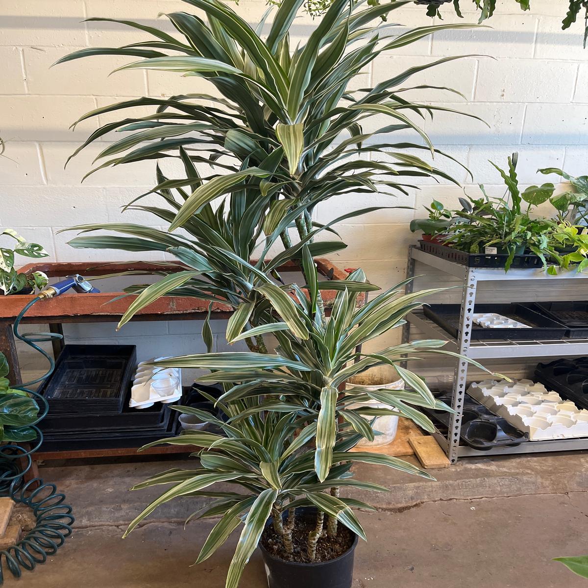 1" Warneckii Cane