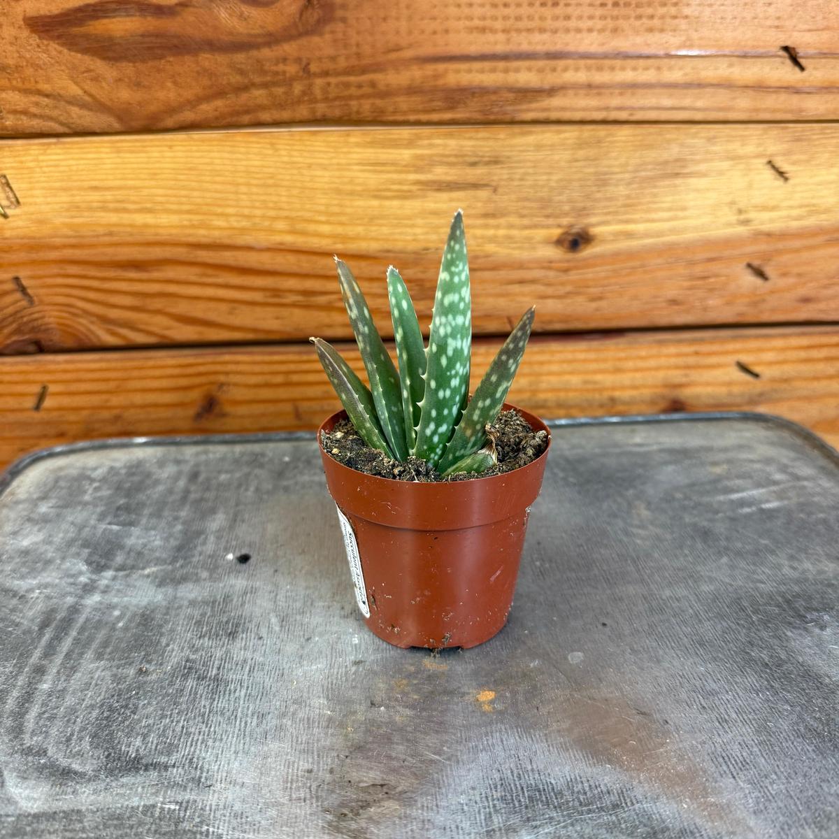 Aloe Vera Plant, 2" Plant