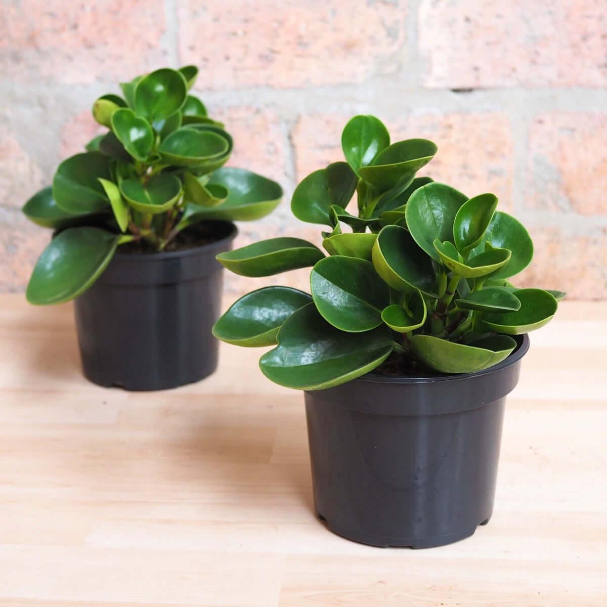 Baby Rubber Plant - Red Edge