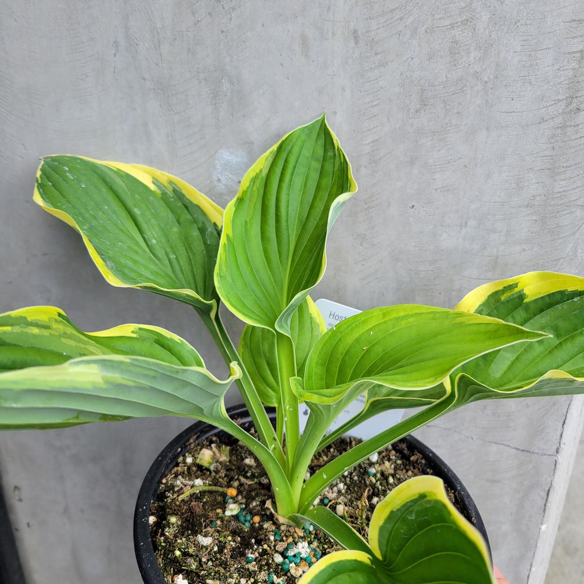 Hosta Growers Mix