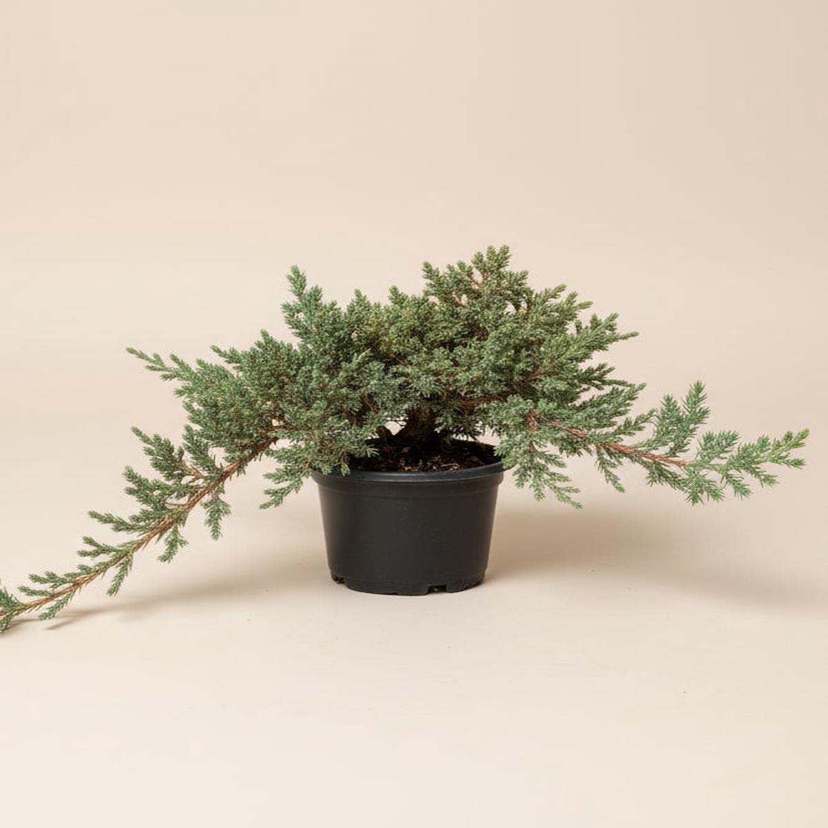 Juniper Bonsai