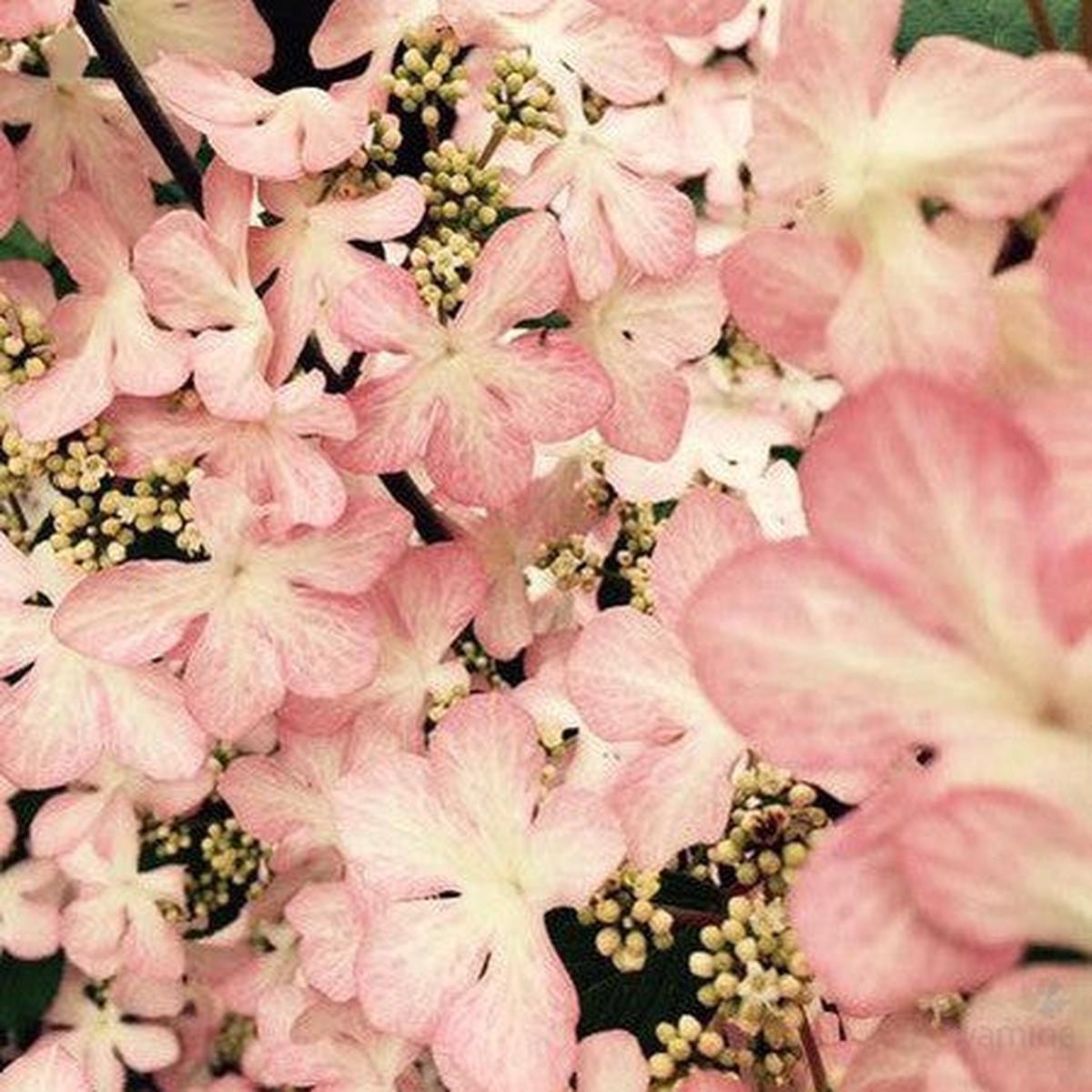 Viburnum plicatum Molly Schroeder