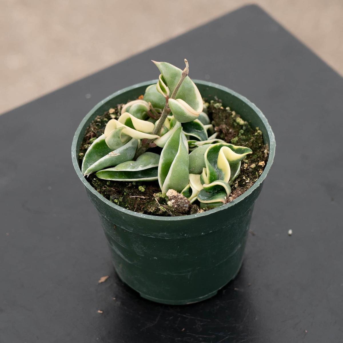 Hoya carnosa 'Compacta Variegata' "Variegated Hindu Rope"