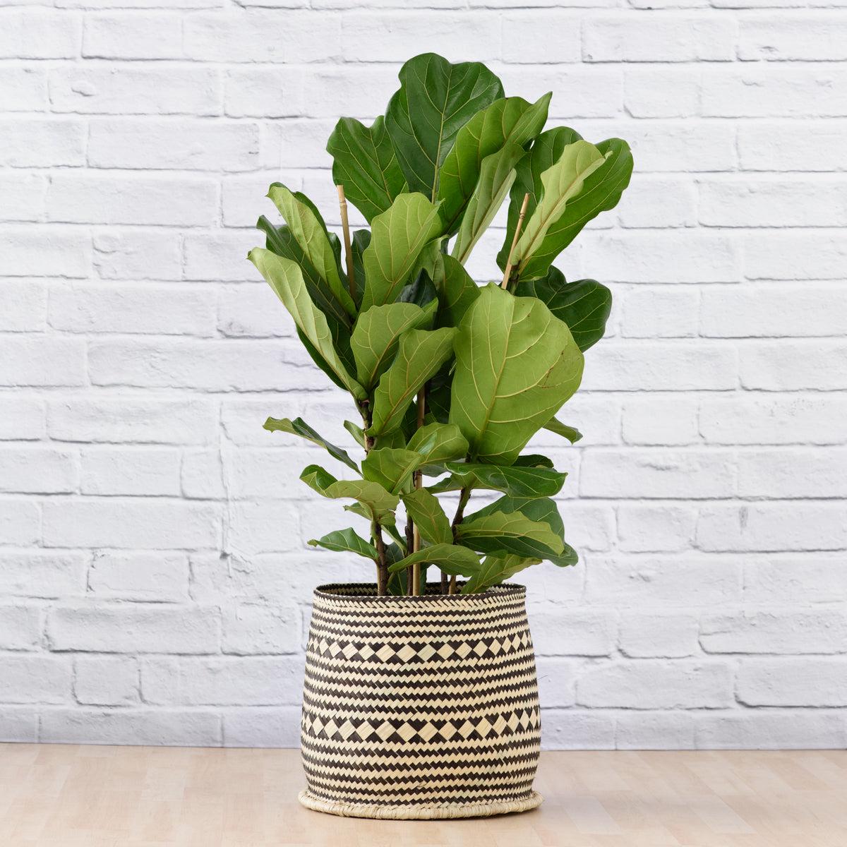 Fiddle Leaf Fig - 3 Stem
