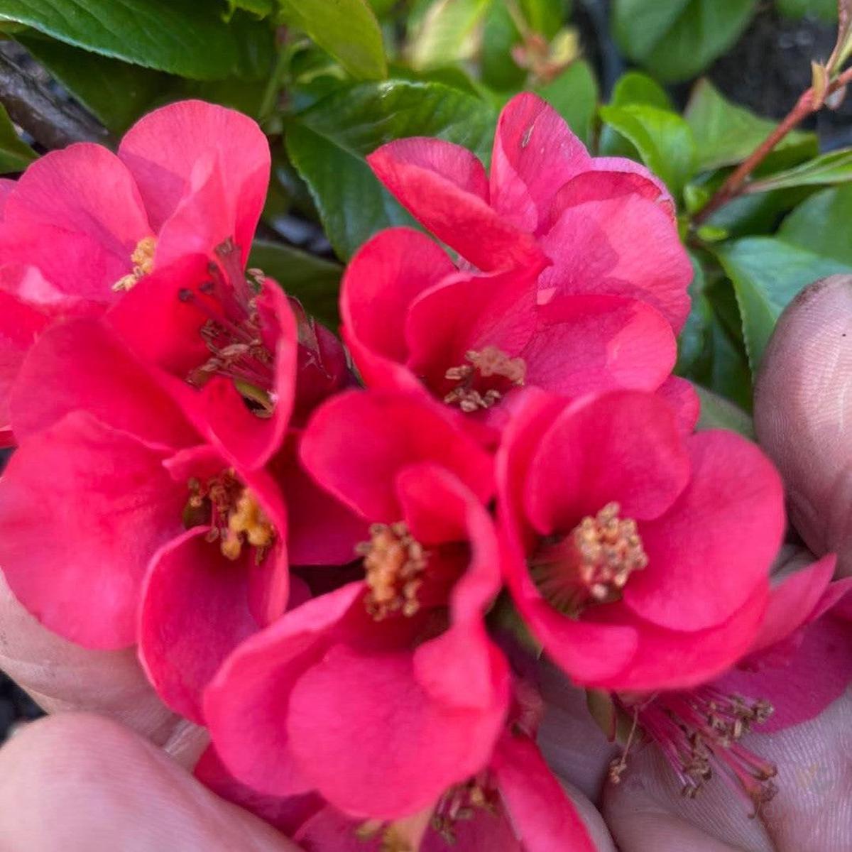 Chaenomeles japonica Winter Cheer (red)