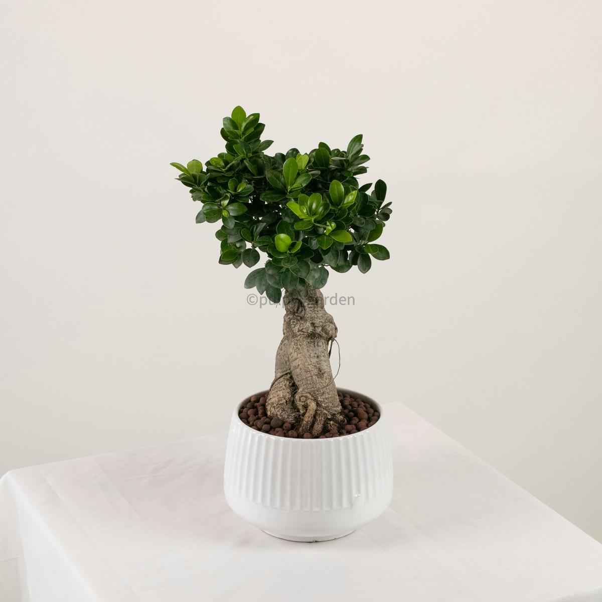 Ficus Ginseng plant (Medium) in Ava Planter