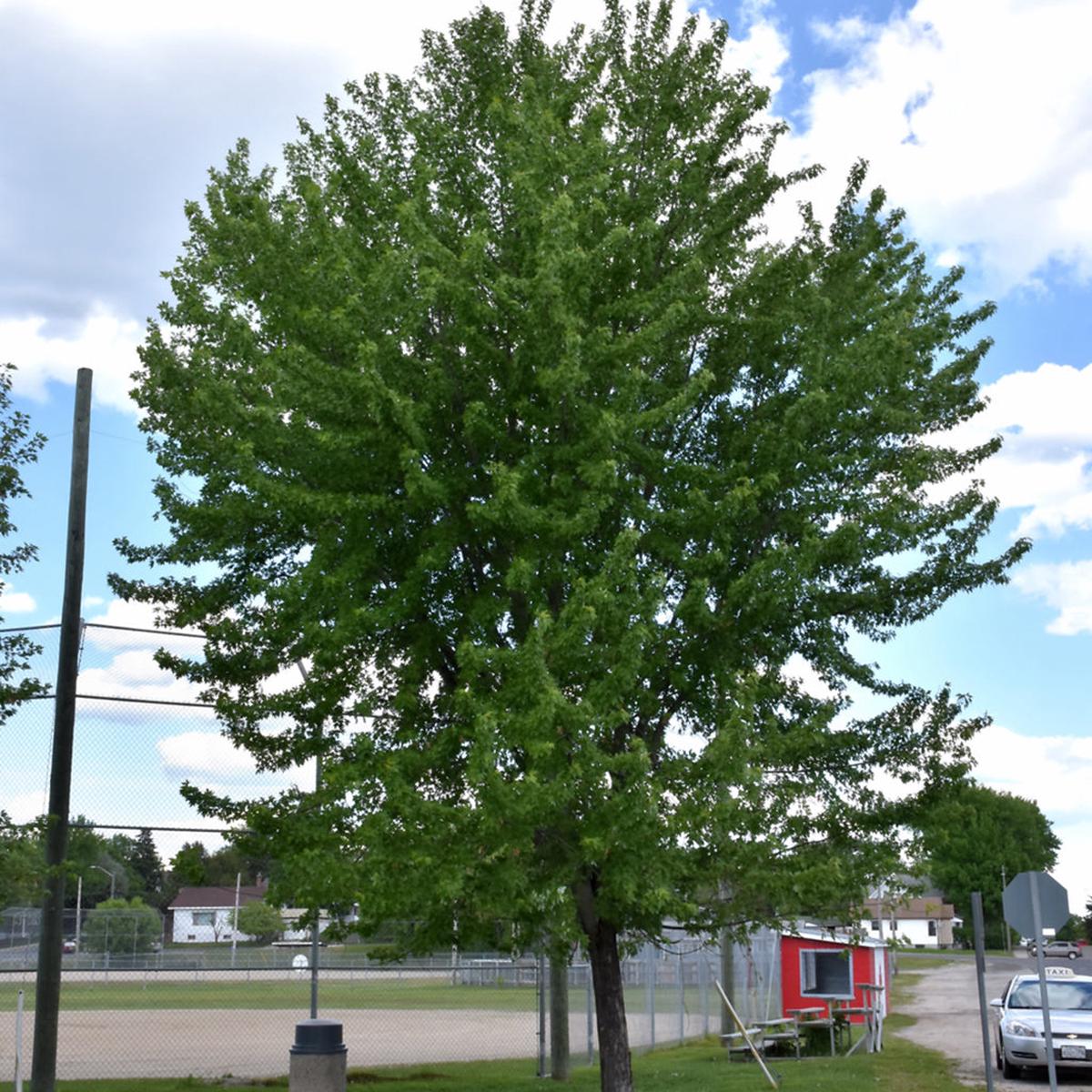 Silver Maple
