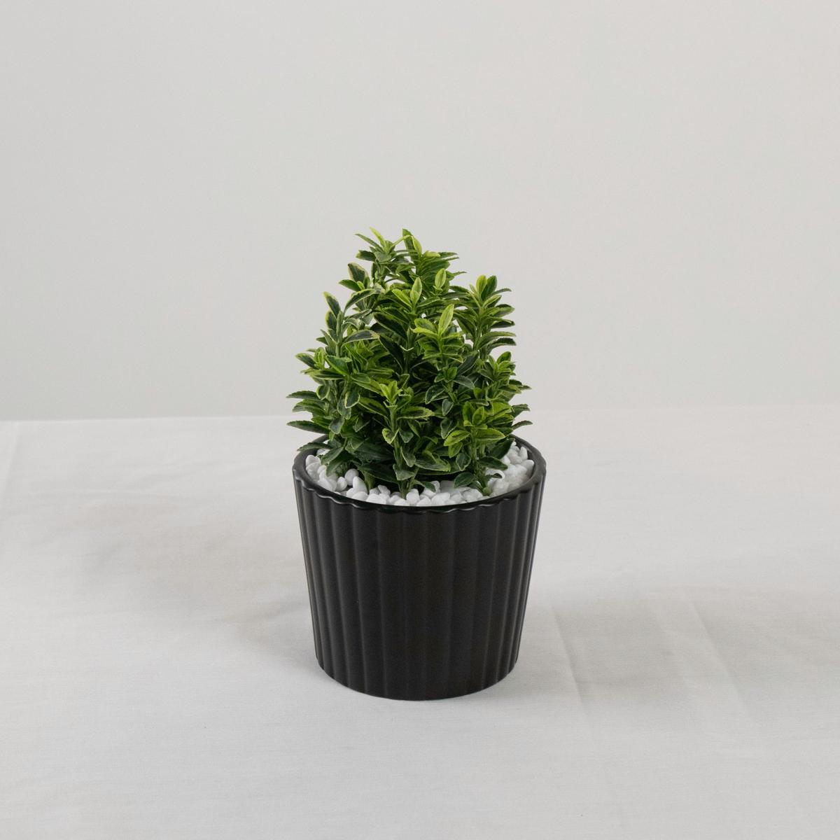 Harmony Buxus Variegated Plant