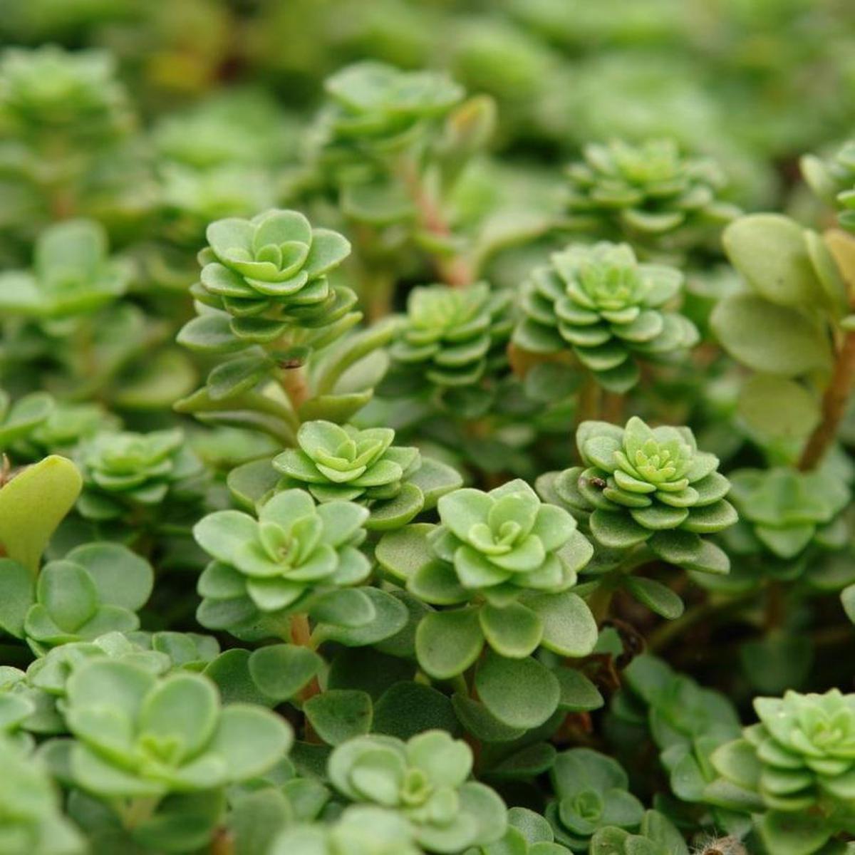 'Larinem Park' Stonecrop (Sedum)