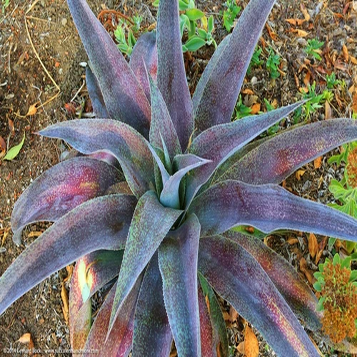 "Macho Mocha" Mangave STARTER Plants Agave & Manfreda Hybrid 3"-5" Wide RARE!