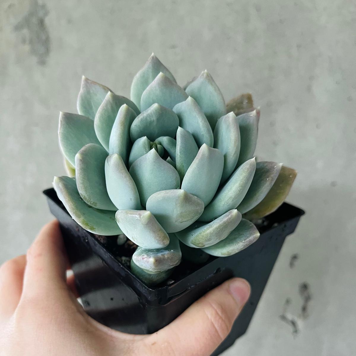 Echeveria Caribbean Blue