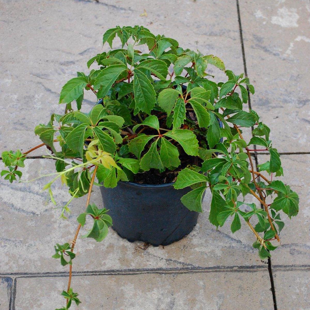 Engelman's Virginia Creeper  # 2 Container