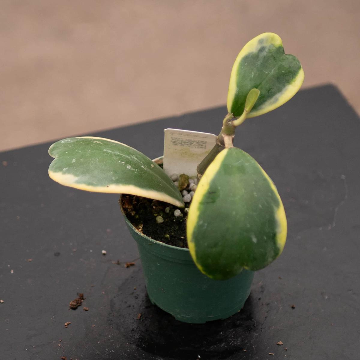 Hoya kerrii albomarginata