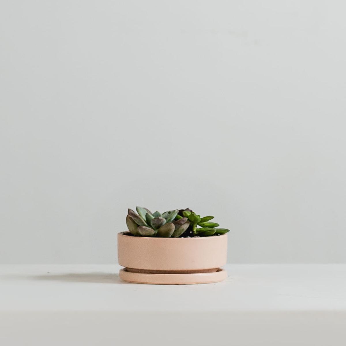 Small 4 Inch MOMMA POTS LOW BOWL - BLUSH