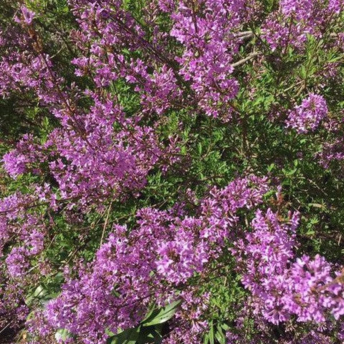 Syringa laciniata (afghanica)
