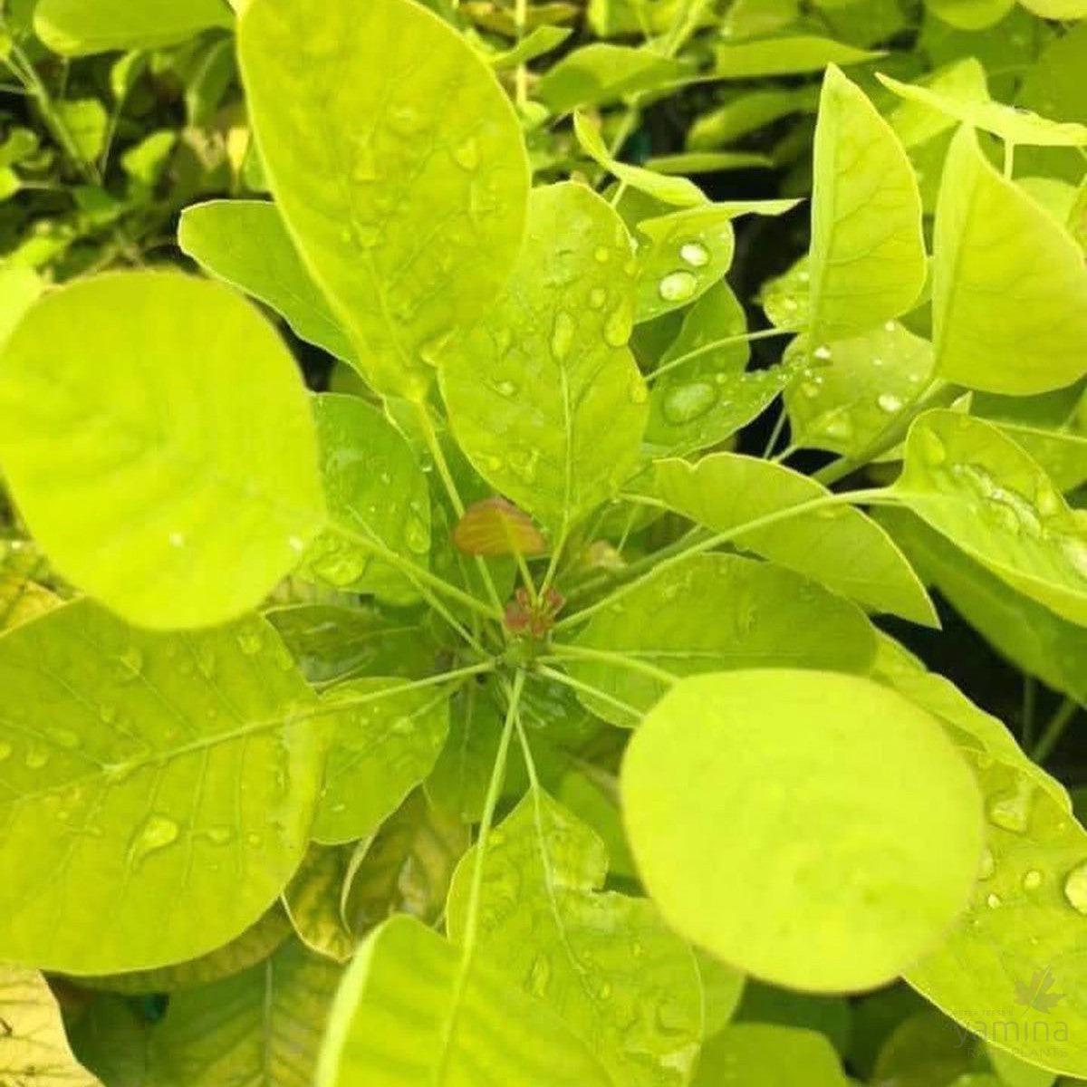 Cotinus coggygria Golden Spirit (PBR)