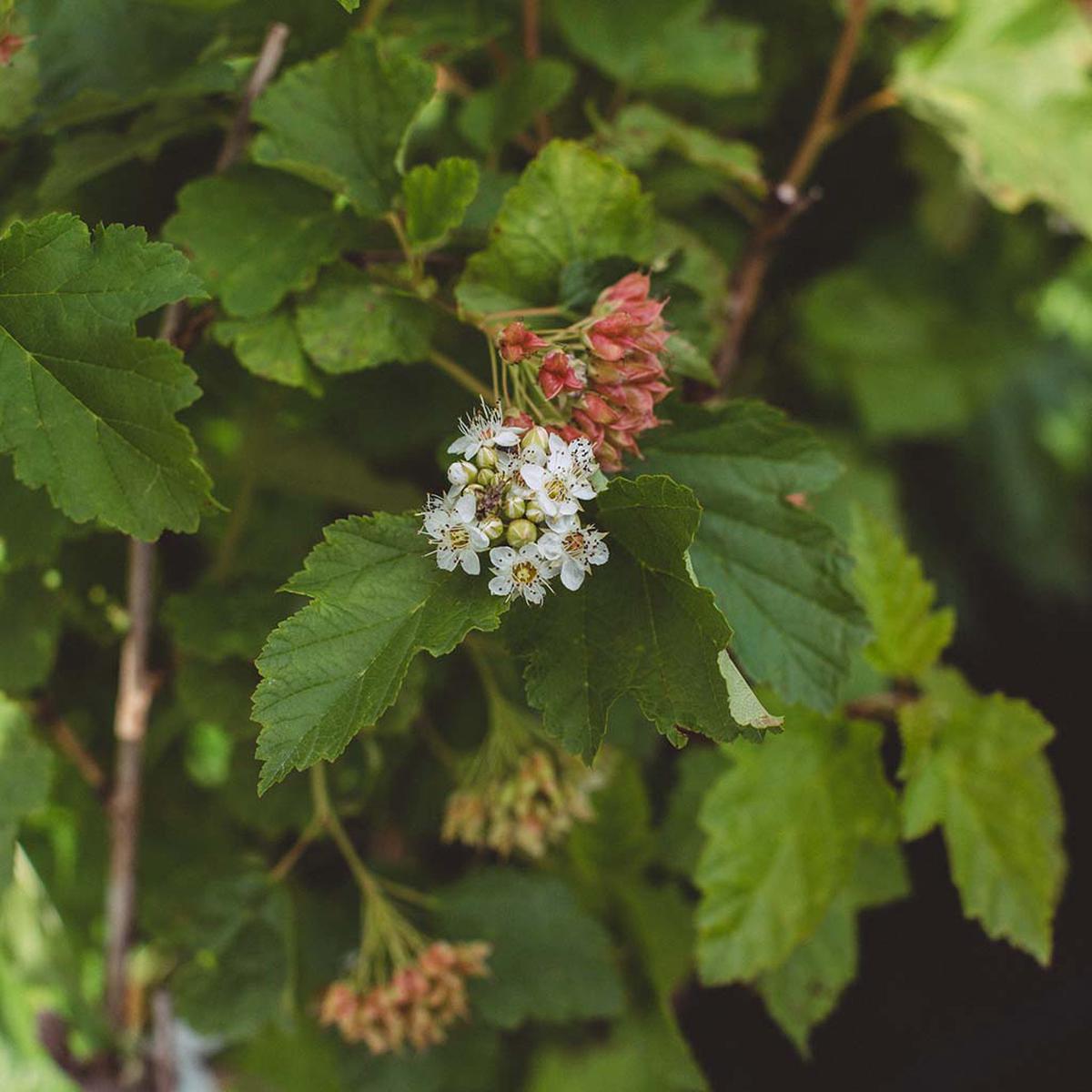 Common Ninebark # 1 Cg