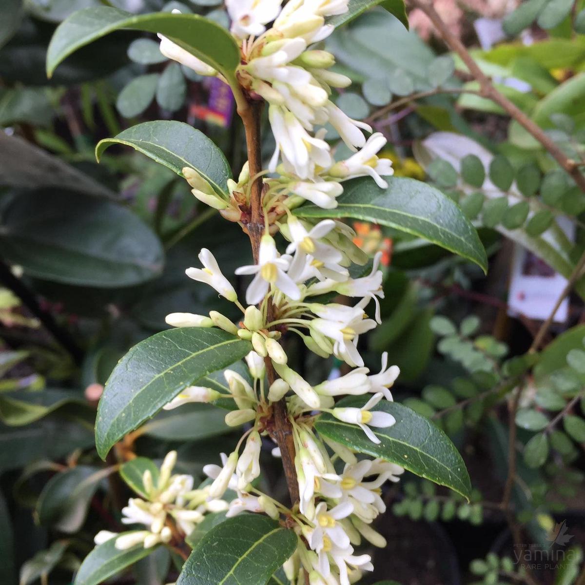 Osmanthus delavayi Pearly Gates